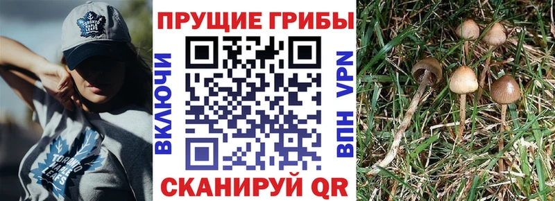 Галлюциногенные грибы мицелий  Шарыпово 